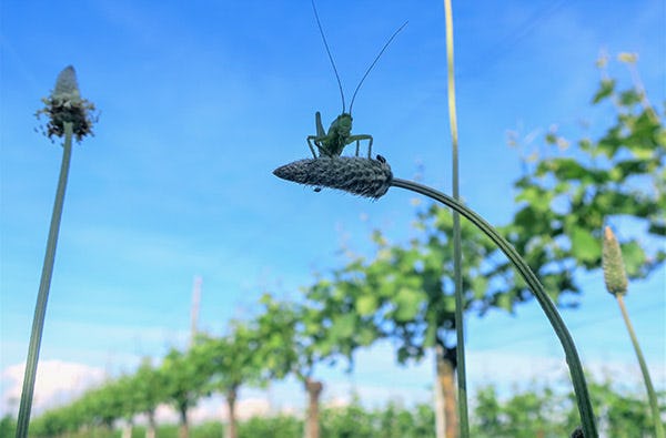 Weinbergwanderung Volxheim