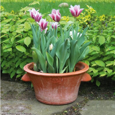 Tulpentopf Terrakotta