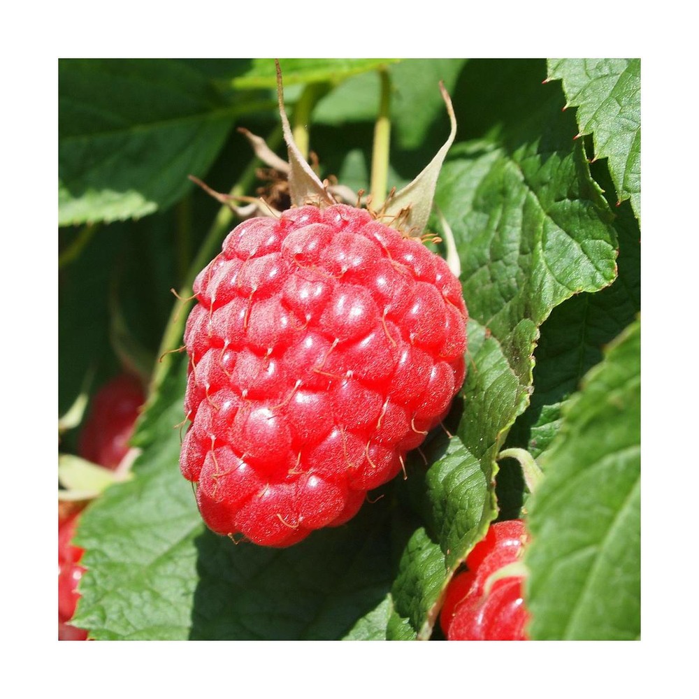 Framboisier idaeus sumo/rubus idaeus sumo[-]pot de 3l - 20/40 cm