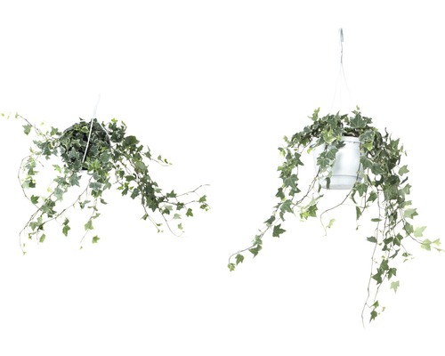 Kleurrijke klimop hangplant FloraSelf Hedera helix H 50-80 cm Ø 17 cm pot