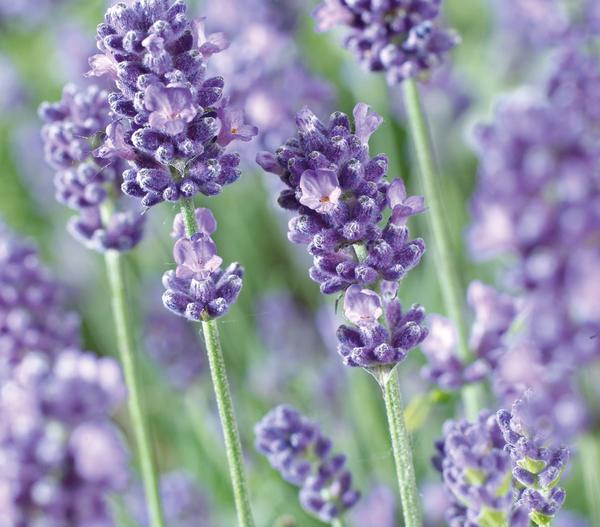 Dehner Lavendel 'Felice Purple'