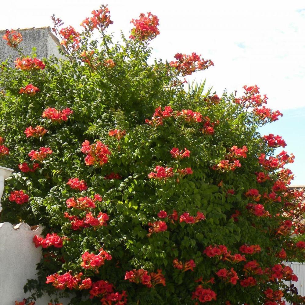 Bignone x tagliabuana madame galen/campsis x tagliabuana 'madame galen'[-]pot de 1,5l - tuteur bambou 30/60 cm