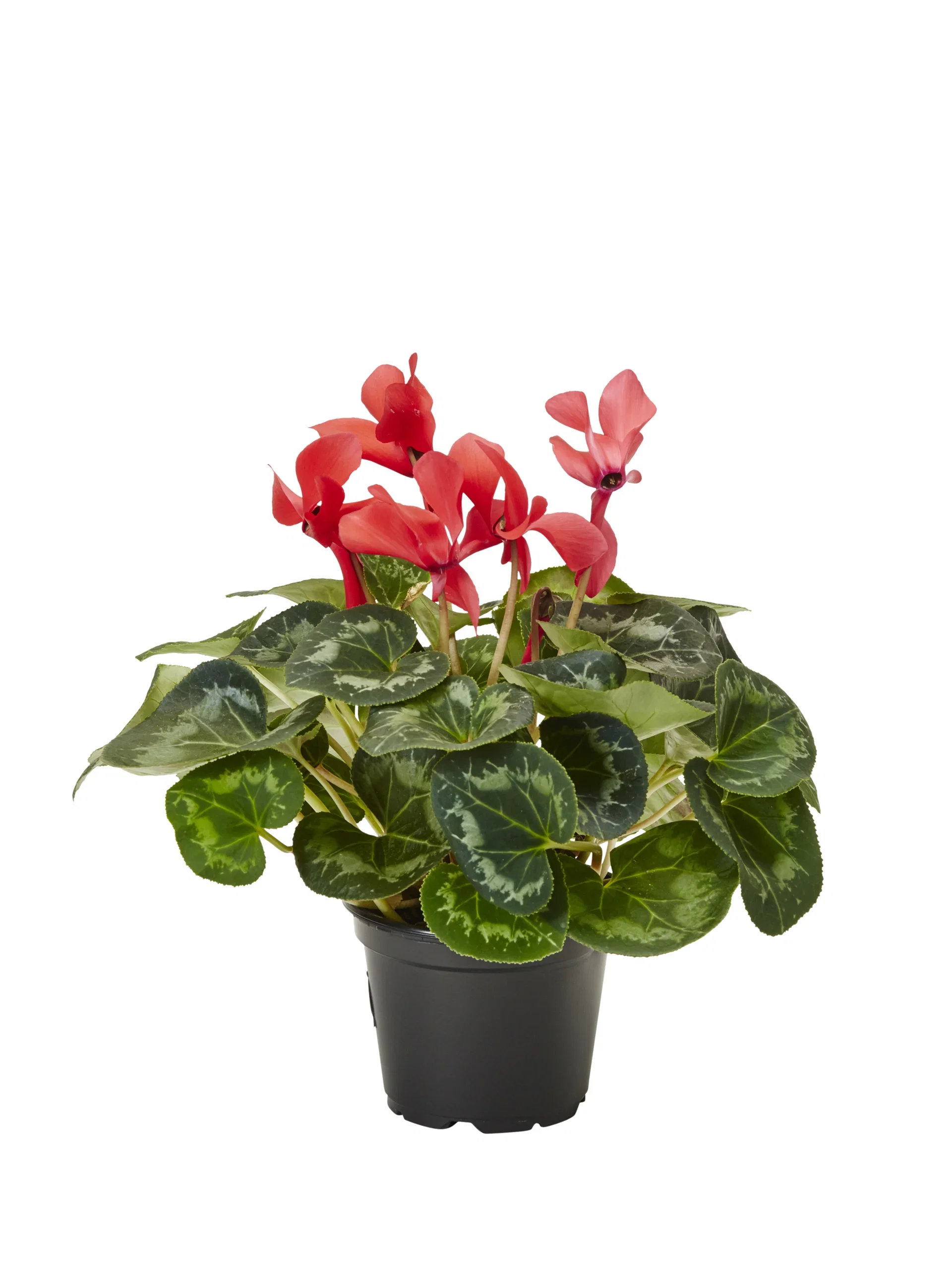 Cyclamen White 12 cm Alpefiol Ø12 cm