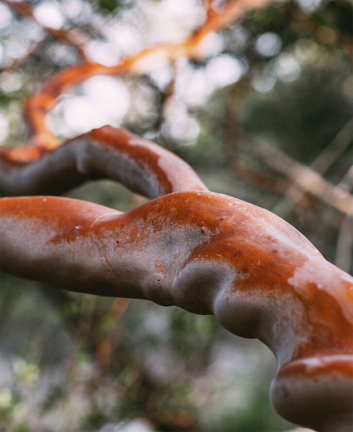 Alûstre Oriental frag.