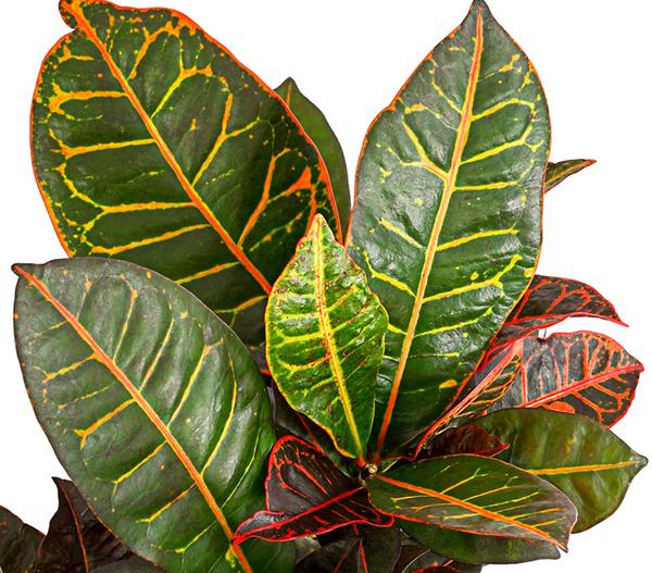 Wunderstrauch - Codiaeum variegatum 'Petra'