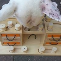 Brinquedo inteligente de dois níveis para cães