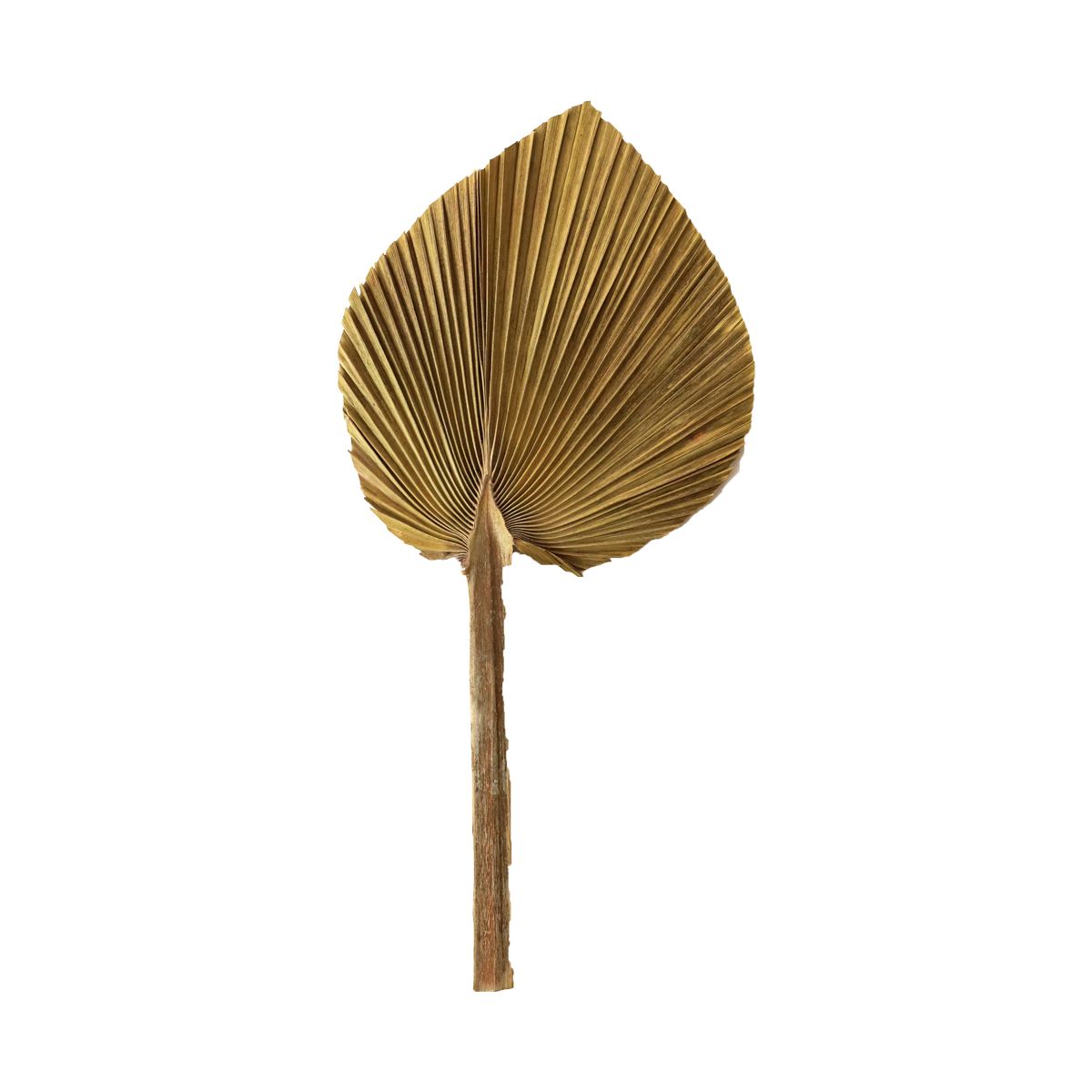 Feuille de palme naturelle 15-20 cm Atelier jasmin