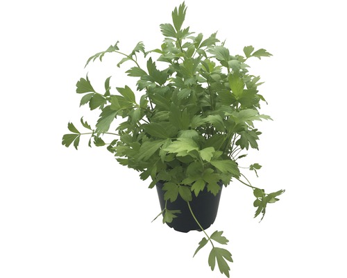 Biologische lavas (Maggikruid) FloraSelf Biologische Leviticum officinale Ø 12 cm pot