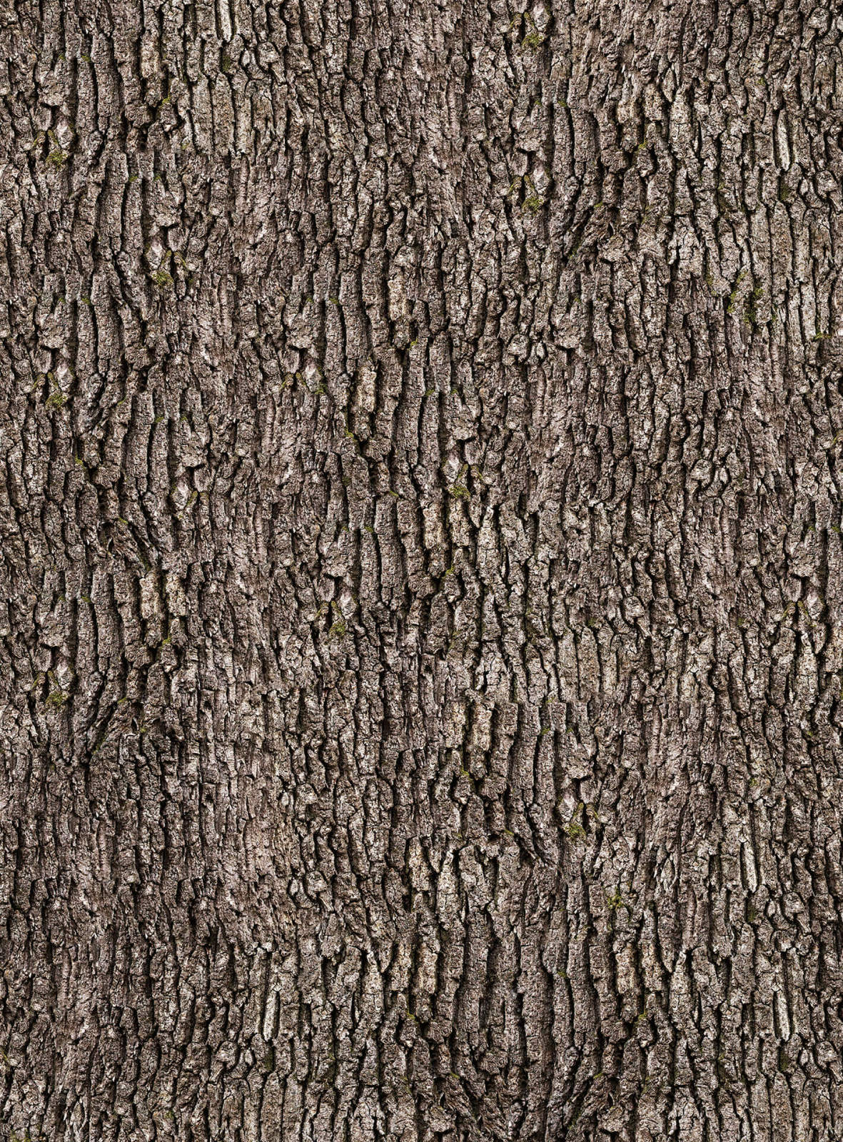 Fototapete DESIGNWALLS 2.0 - braun-grau - Holz - 2,6 Meter