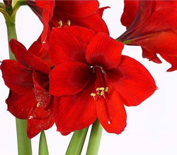 Amaryllis - Hippeastrum-Hybride, zweitriebig,