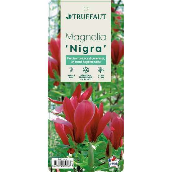 Magnolia liliiflora Nigra : conteneur rond carré de 5 L