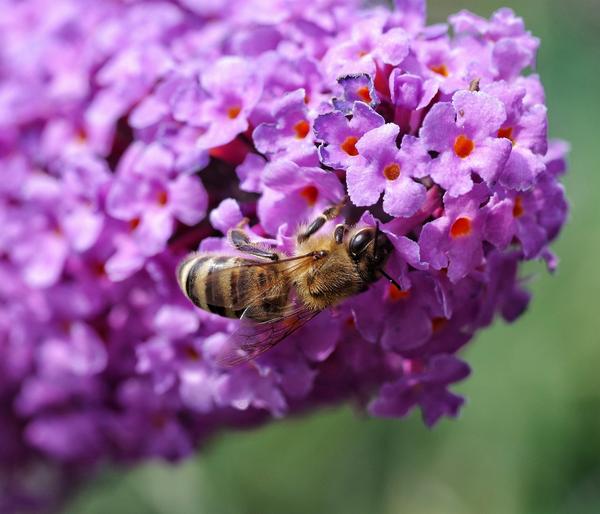 Sommerflieder, verschiedene Sorten