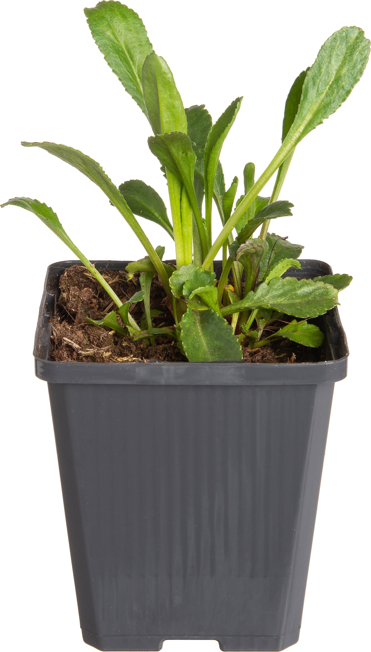 Margriet (Leucanthemum superbum 'Silberprinzesschen') D 9 H 5 cm