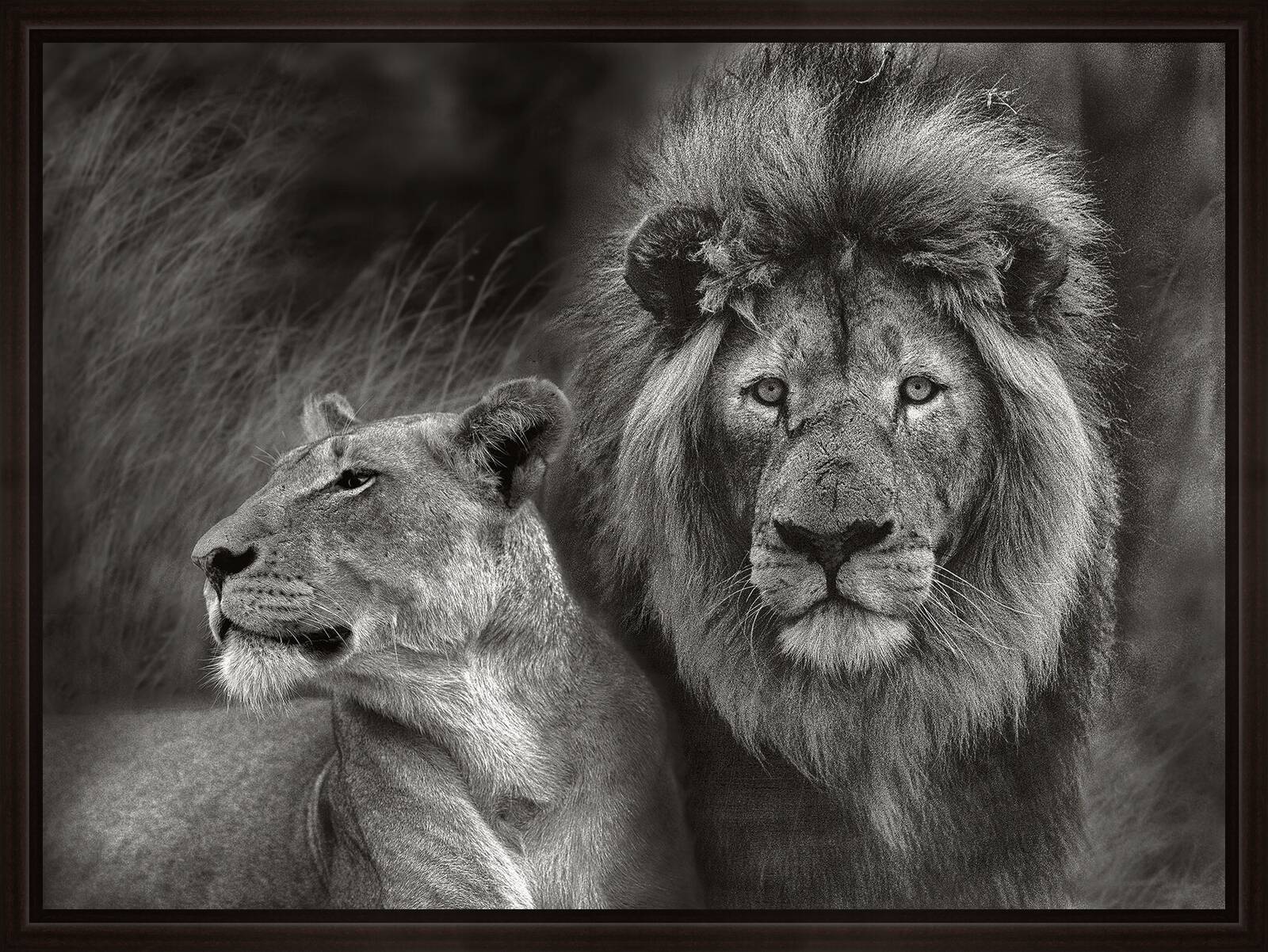 Serengeti Lion Couple by Horst Klemm - Limited Edition. Edition of: 150. Signed.