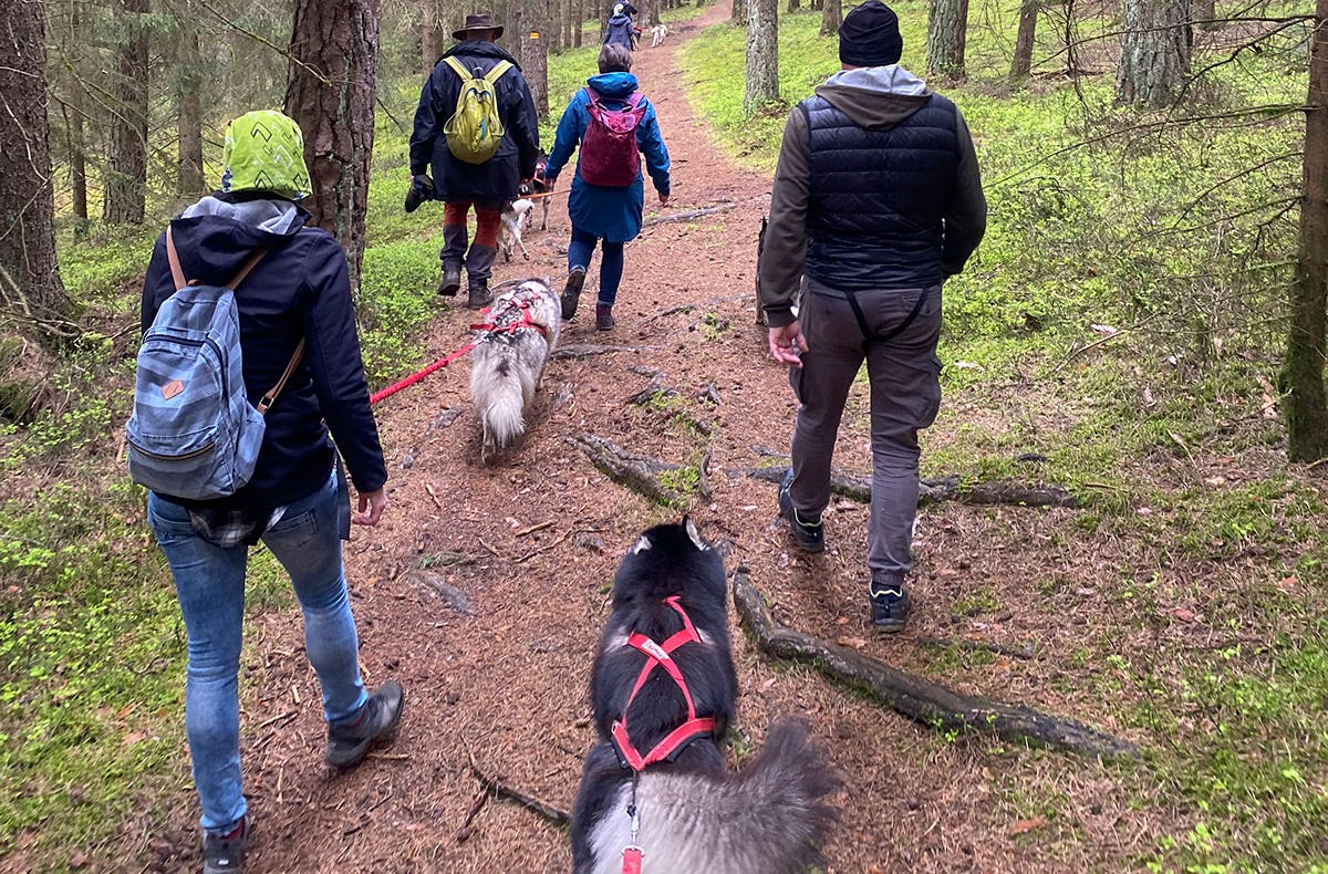 Husky Trekking Neumarkt