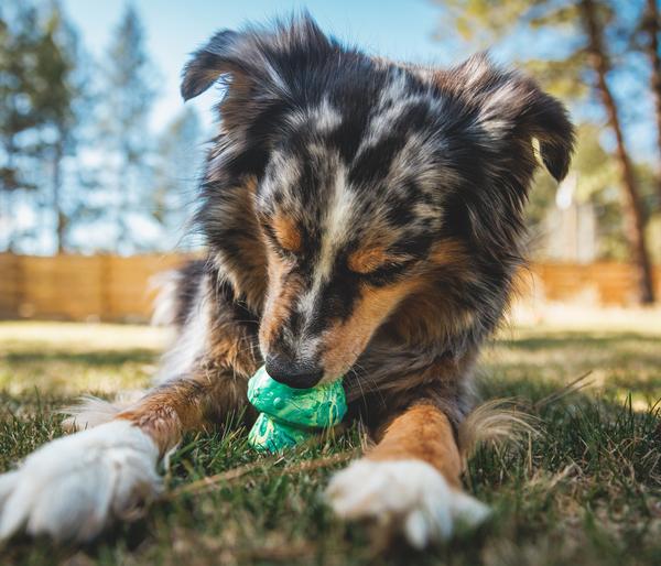 RUFFWEAR® Hundespielzeug Toadstool™