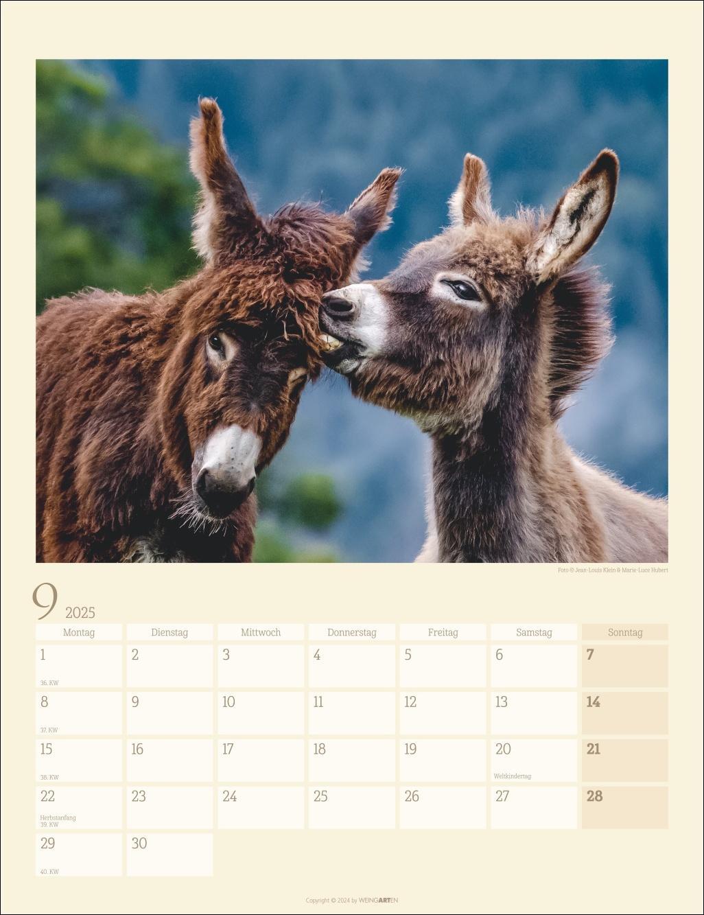 Esel Kalender 2025