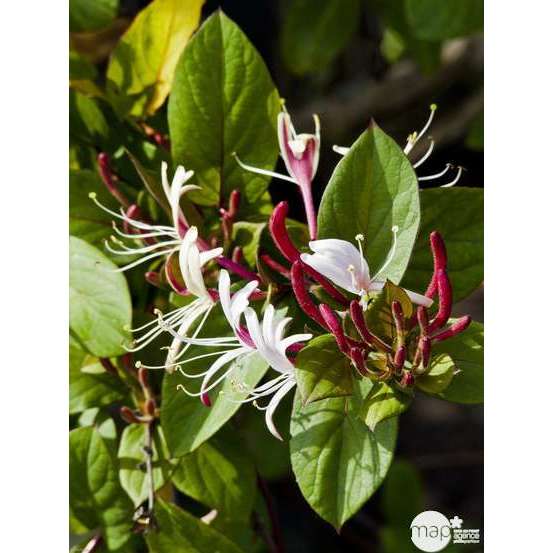 Lonicera japonica Sinensis : 3L