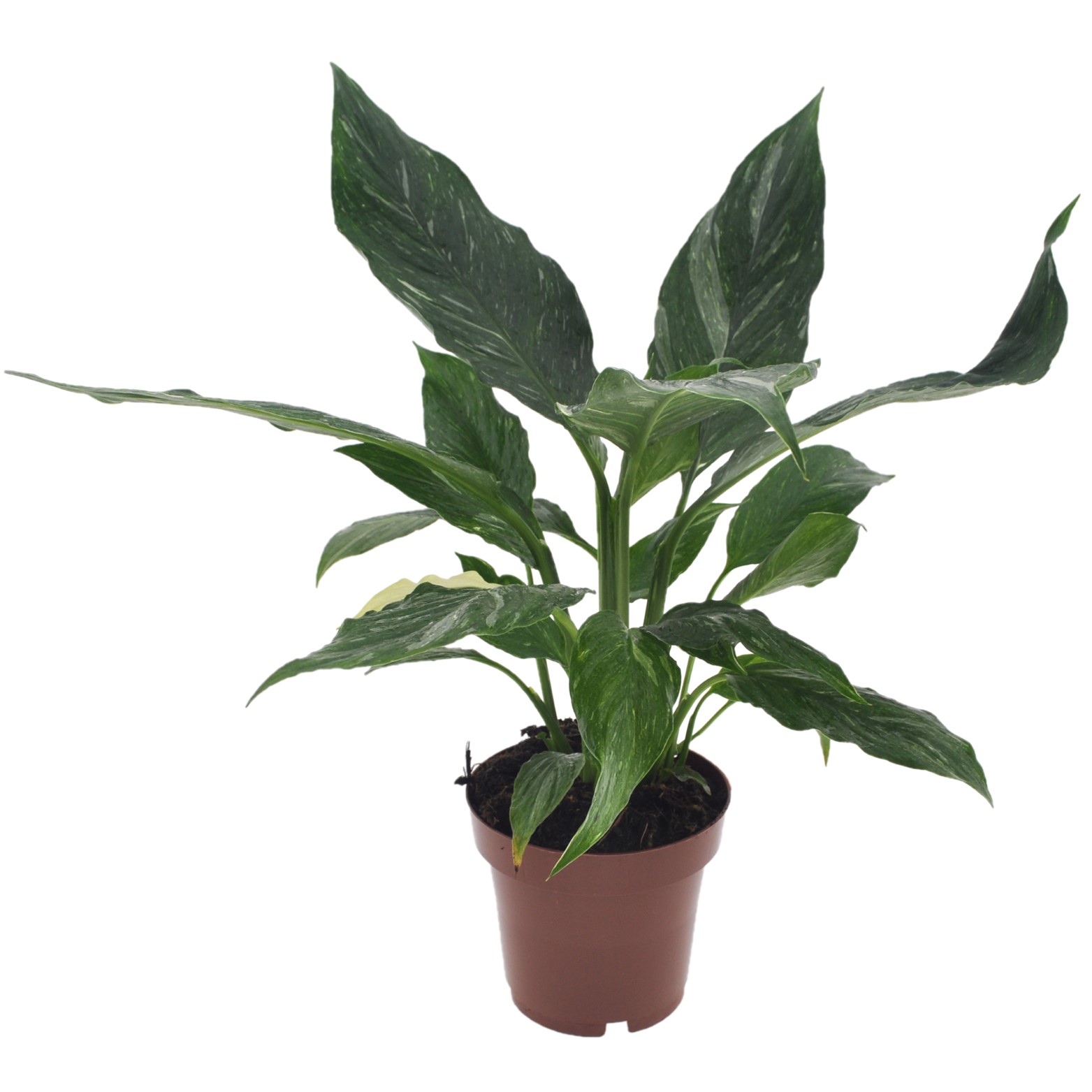 Spathiphyllum diamond - pot 12cm - hauteur 40-50cm