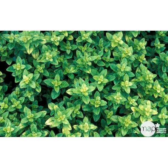 Plant d'origan : pot de 1 litre