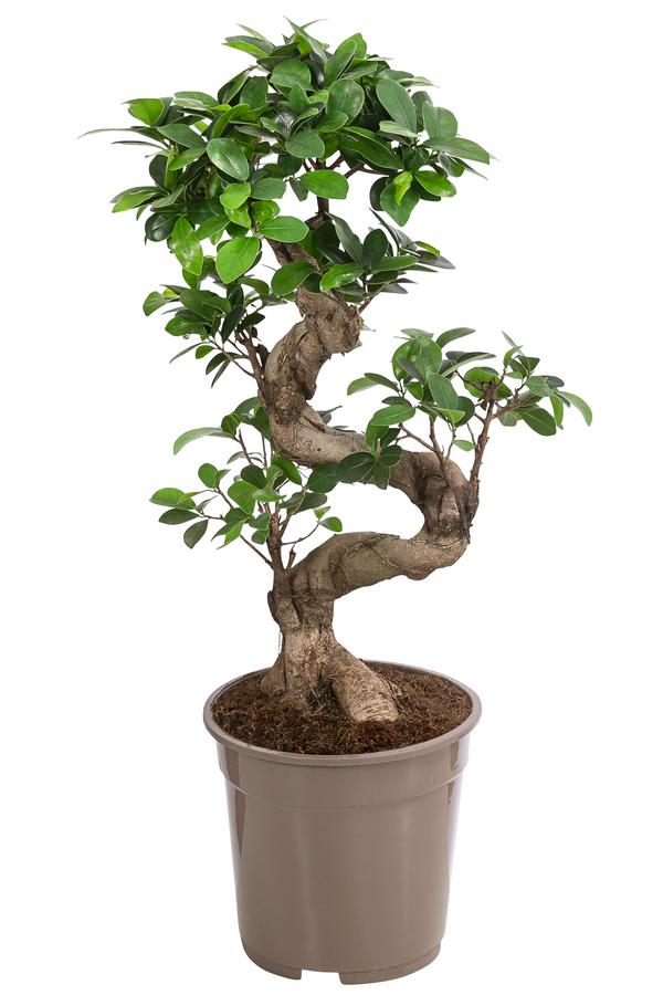 Chinesische Feige - Ficus microcarpa 'Ginseng'
