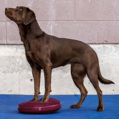 Disco de equilíbrio rosa para animais de estimação