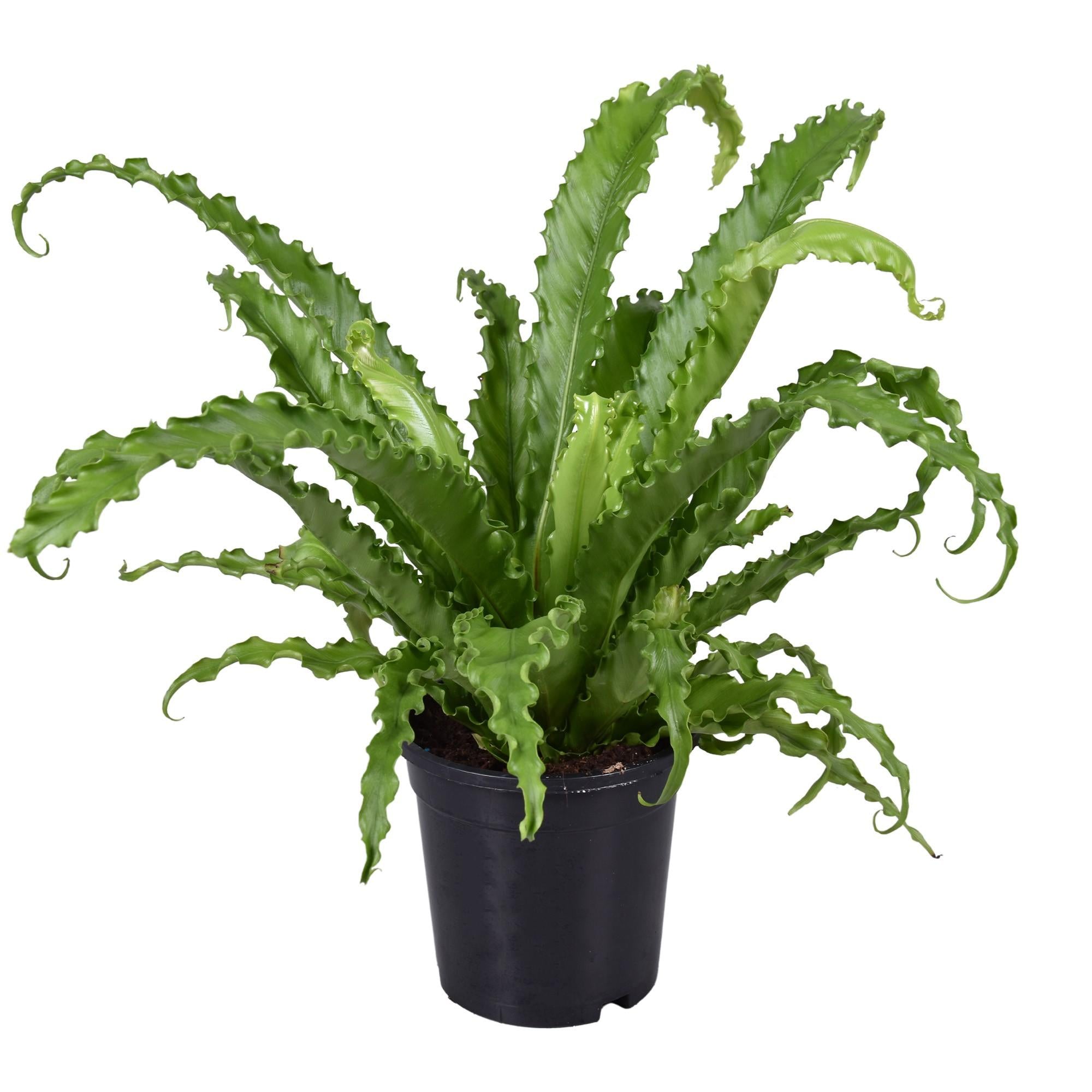 Plante d'intérieur - asplenium osaka 45.0cm