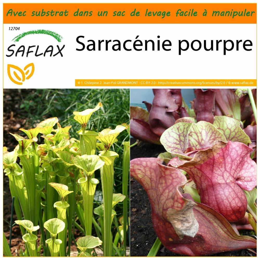 Jardin dans le sac - sarracénie pourpre - 10 graines - sarracenia flava / s. Purpurea - mix