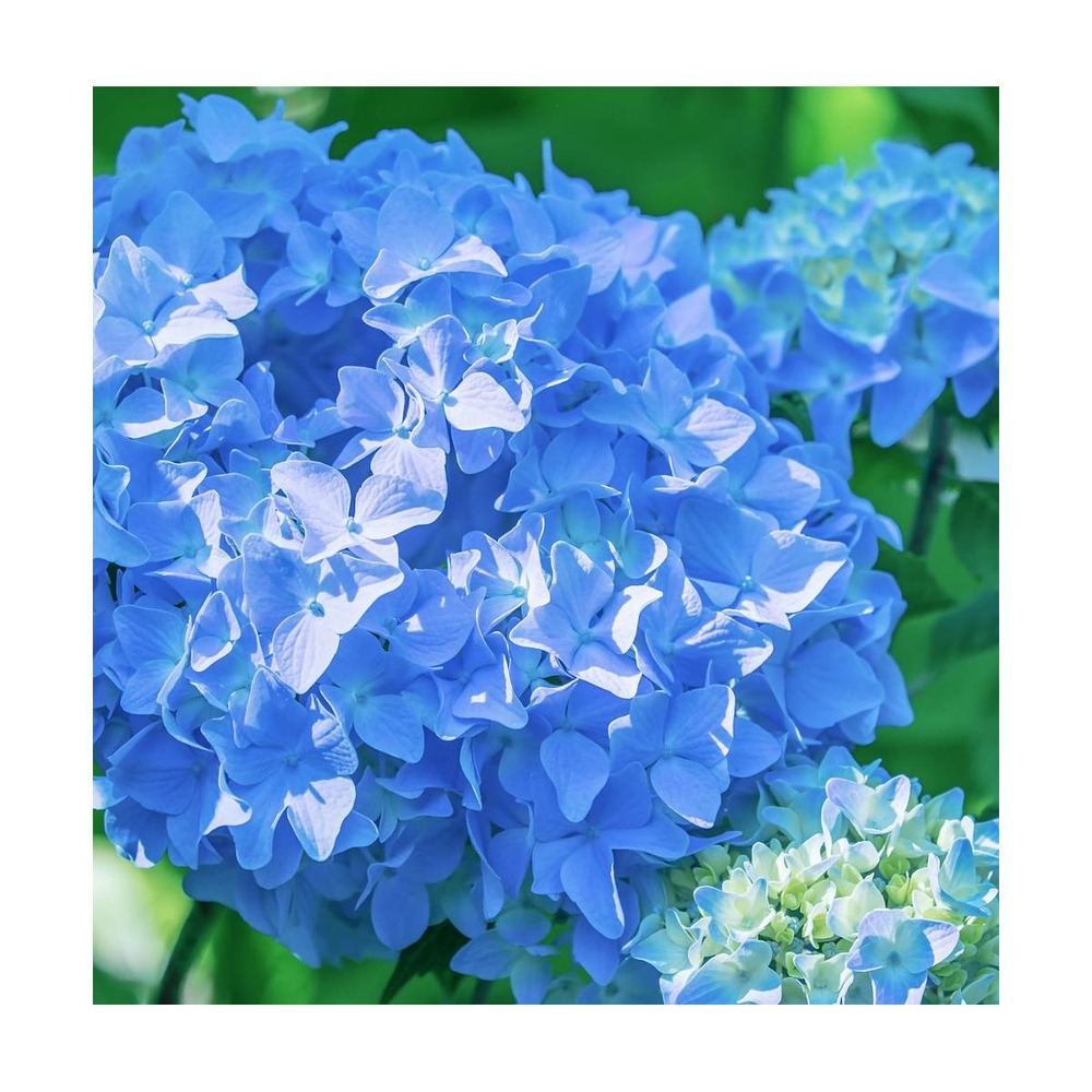 Hortensia macrophylla 'benelux'/hydrangea macrophylla 'benelux'[-]pot de 2 l - 40/60 cm