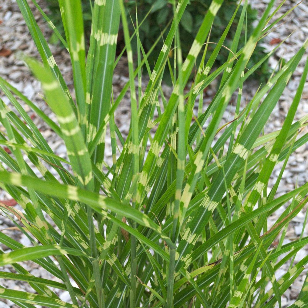 Herbe à éléphant sinensis zebrinus/miscanthus sinensis zebrinus[-]godet - 5/20 cm