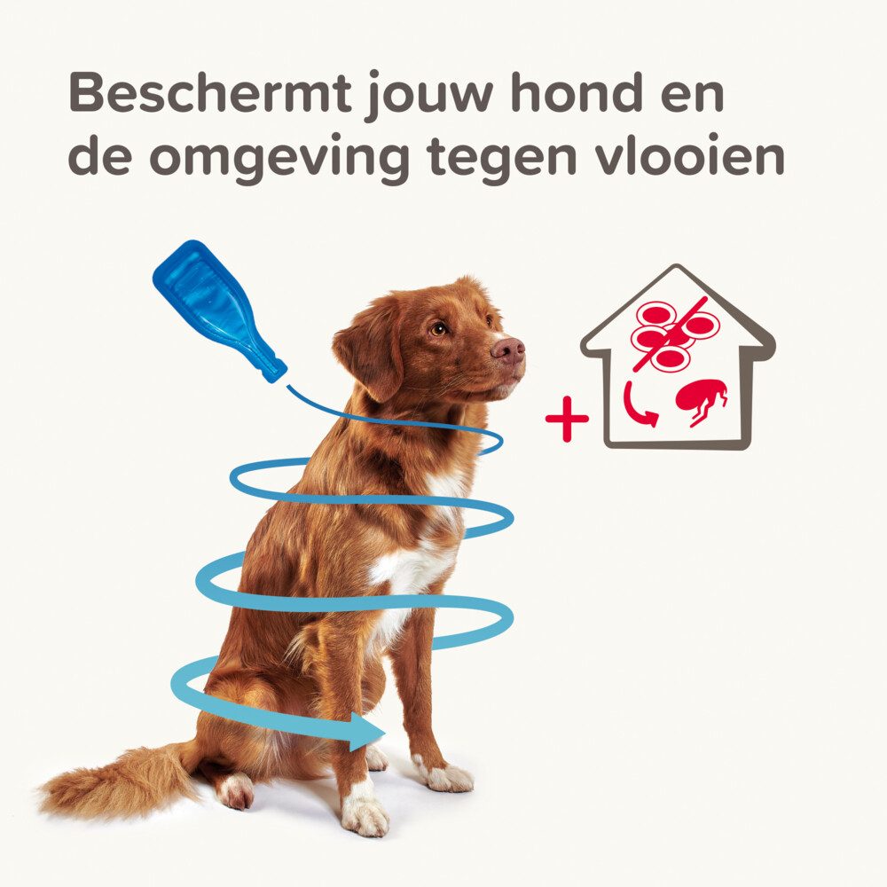 Beaphar Combotec Anti Vlooien en Teken Druppels Hond 10-20 kg2 pipetten