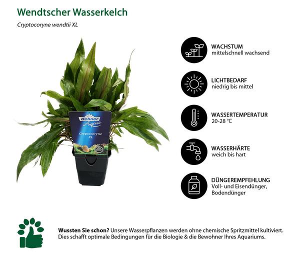 Dehner Aqua Premium Wendtscher Wasserkelch -