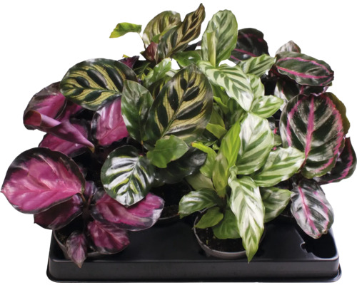 Calathea Mix FloraSelf, ca. 12 cm hoog, potdiameter 6 cm, willekeurige soortselectie