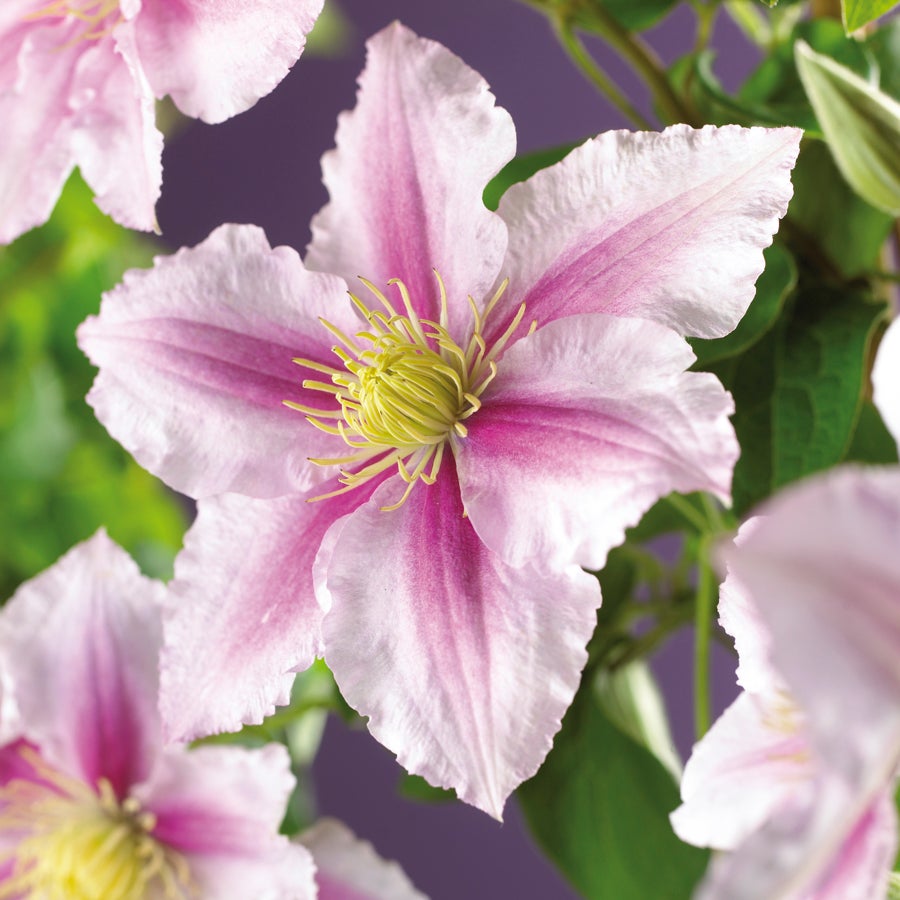 Bosrank (Clematis 'Piilu') D 16 H 75 cm