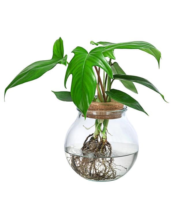 Waterplant Baumfreund im Kugelglas -
