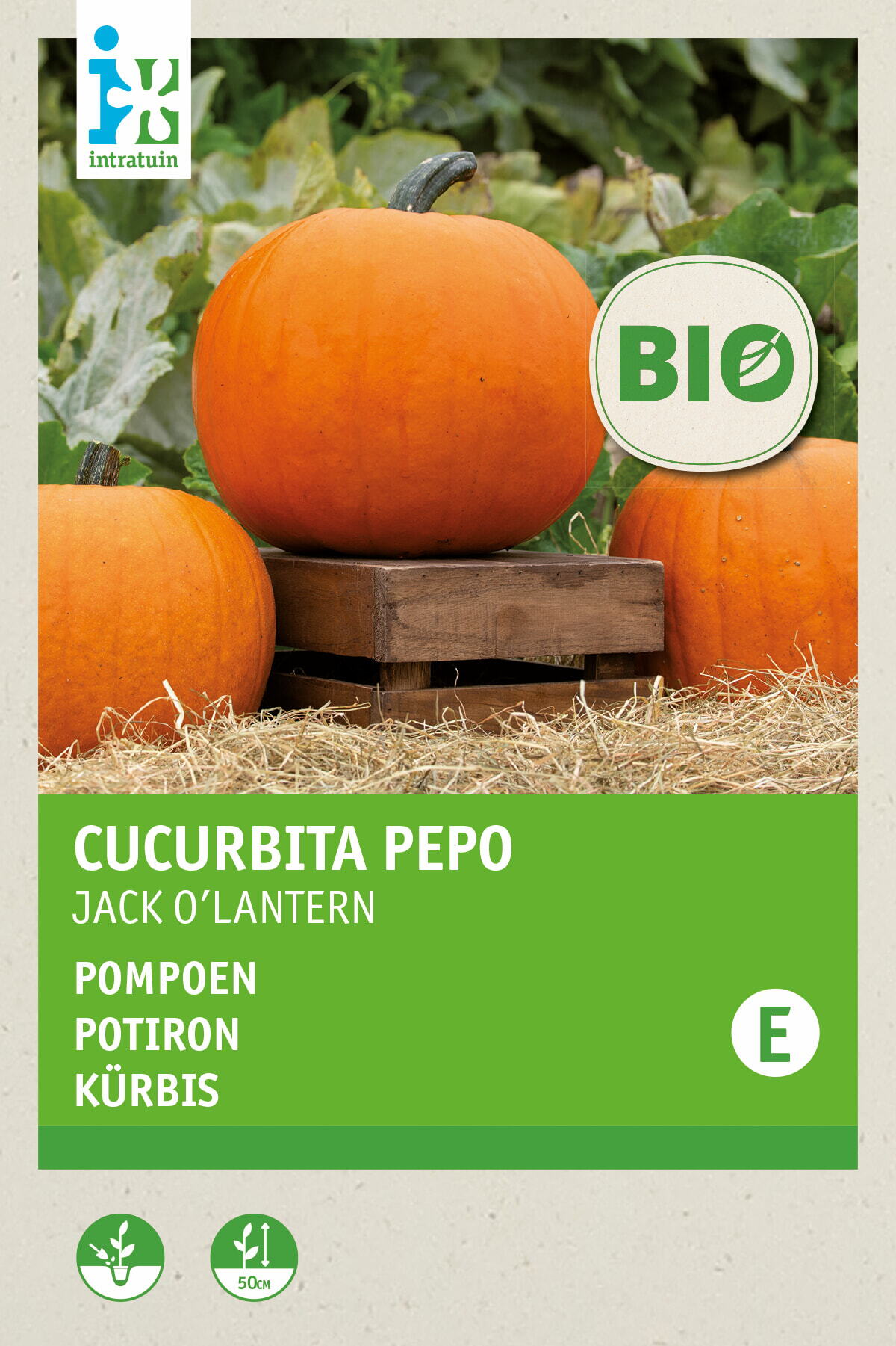 Intratuin biologische groentezaad Pompoen (Cucurbita 'Jack O'Lantern')