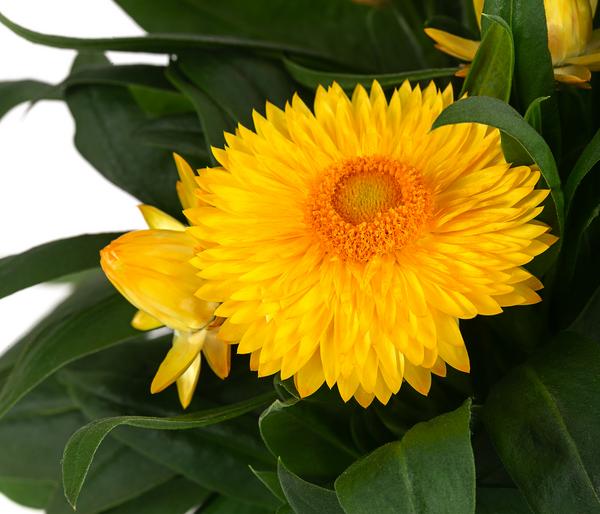 Strohblume, gelb