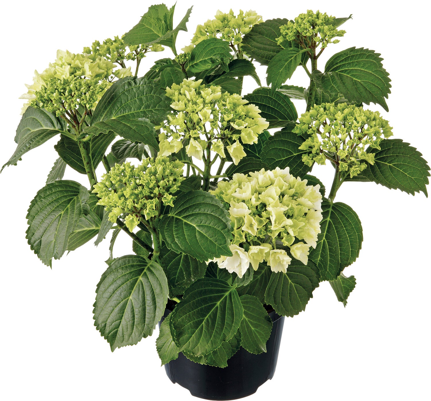 Hortensia (Hydrangea macrophylla ) wit D 21 H 40 cm