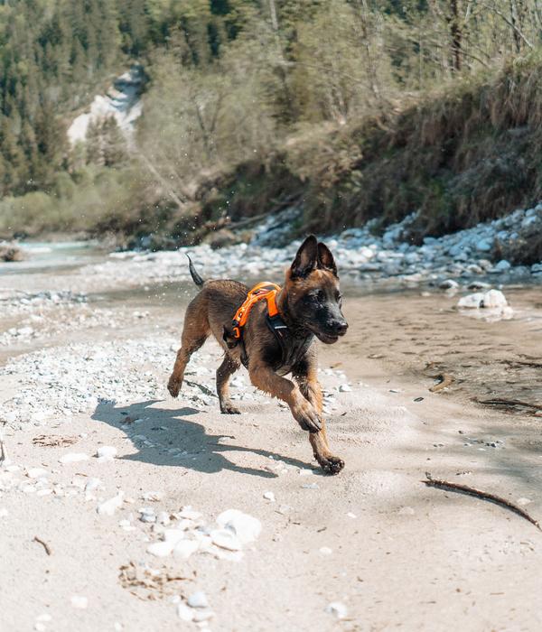 Non-stop dogwear Hundegeschirr Ramble harness,
