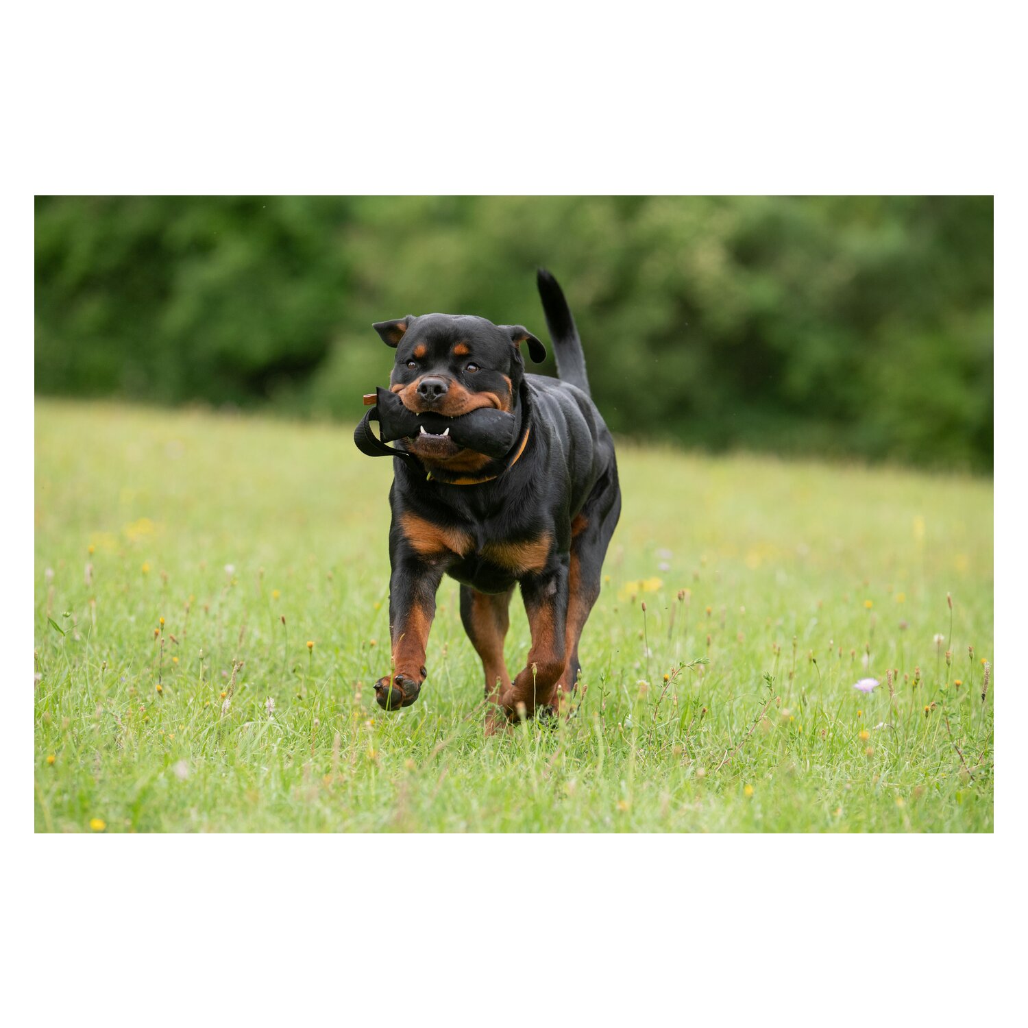 pawberry Trainingsdummy Gent  - black
