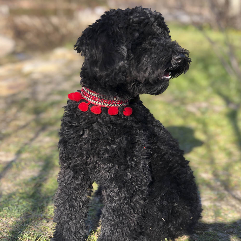 Coleira Bark Gaucho Frida para Cães
