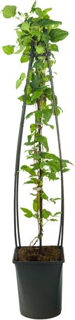 Bosrank (Clematis 'Blue Angel') D 23 H 117 cm