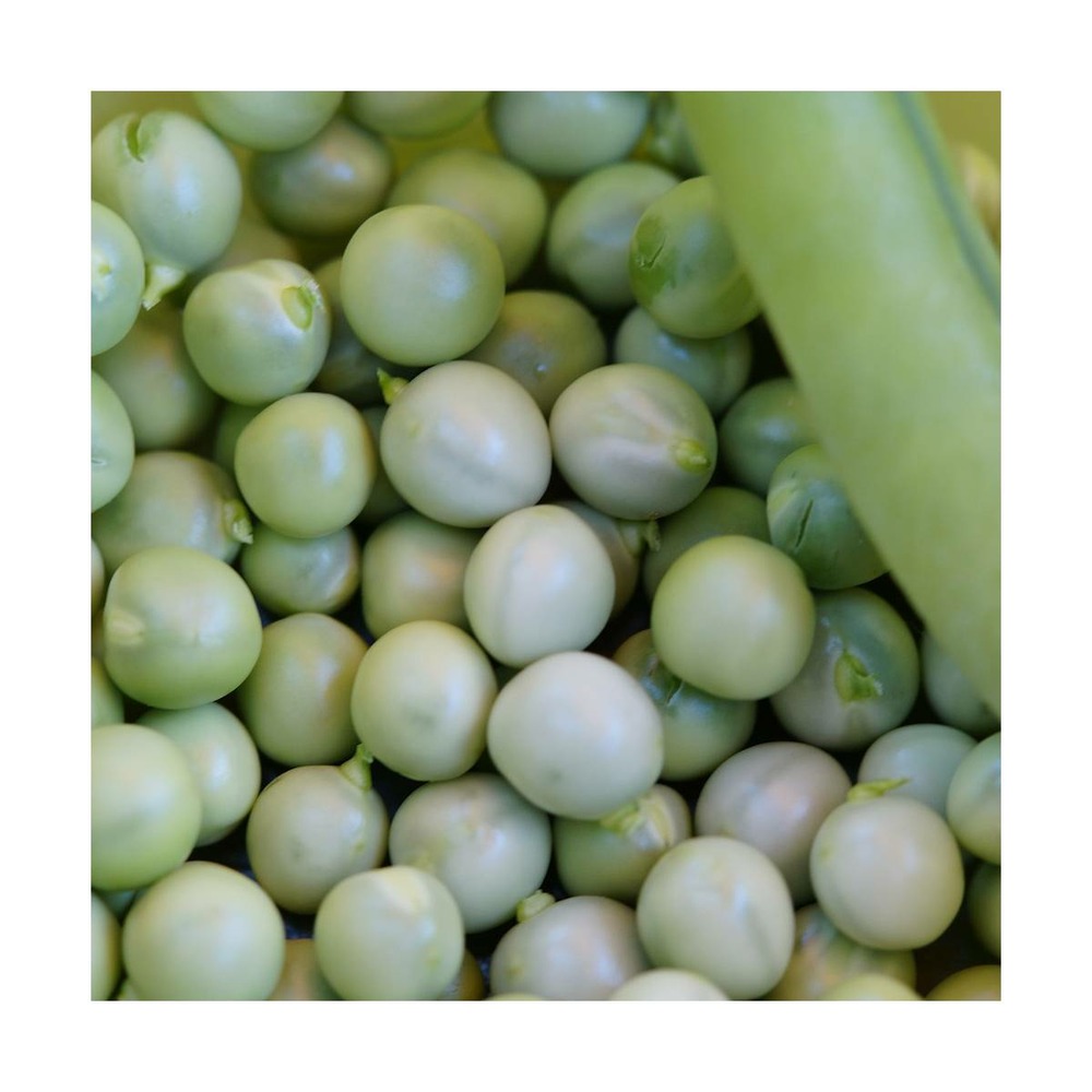 Graines de pois nain grain rond petit provençal/pisum sativum nain grain rond petit provençal[-]sachet de 200 gr.