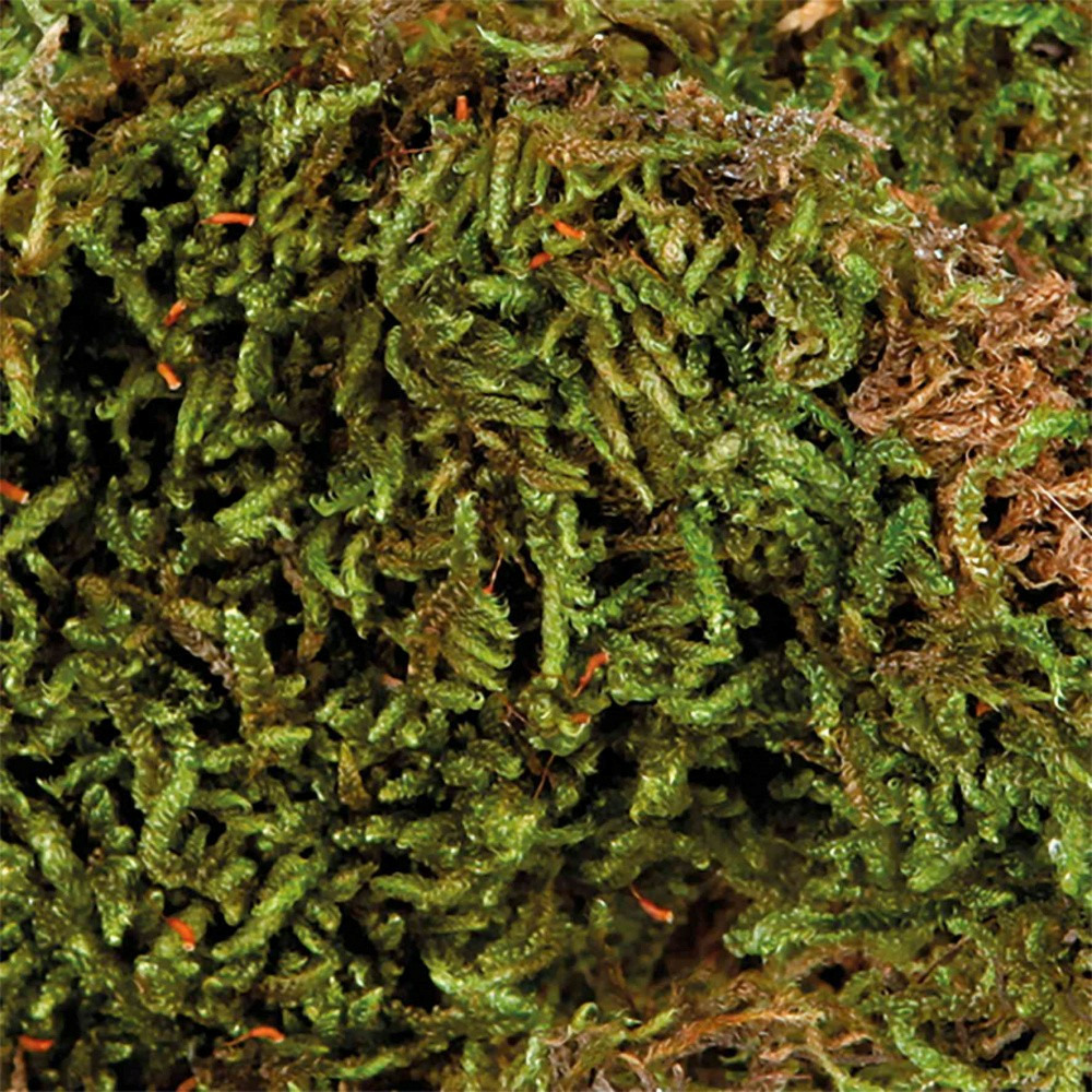 Mousse pour terrarium, 200 g, substrat pour terrariums humides.