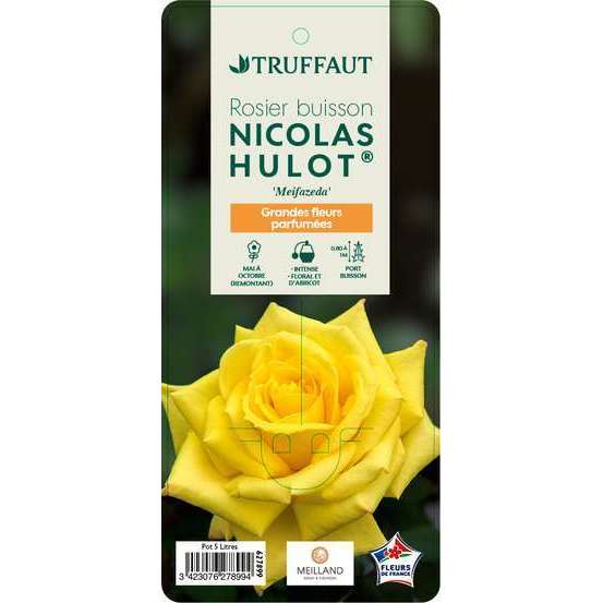 Rosier buisson 'Nicolas Hulot®' (Meifazeda) : pot de 5 litres
