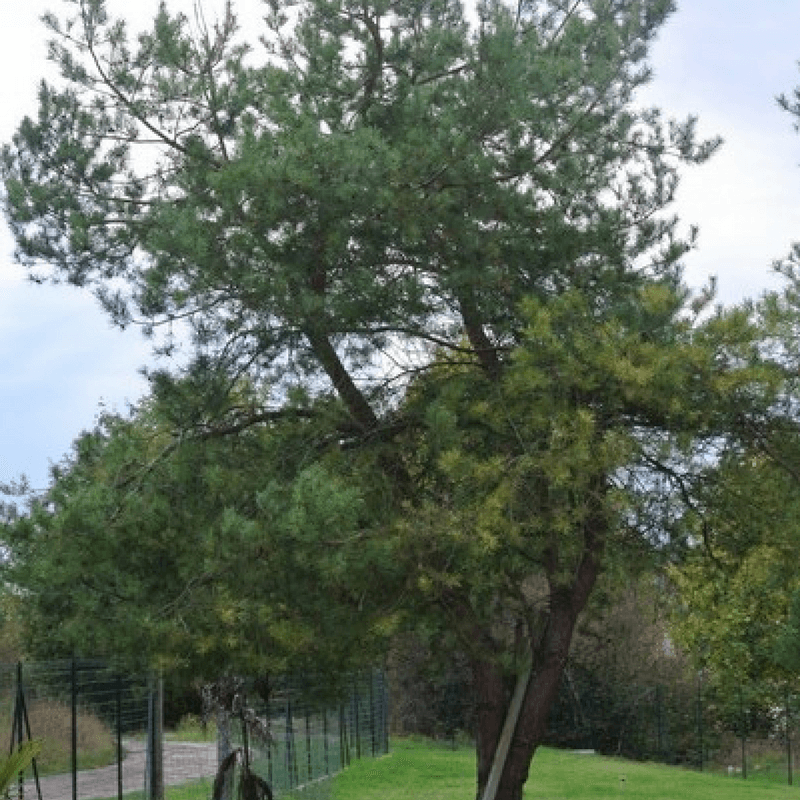 Pin sylvestre (pinus sylvestris) - godet - taille 13/25cm