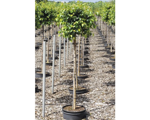 Berk FloraSelf Petula pendula 'Magical Globe' stamhoogte ca. 125 cm Co 18 L
