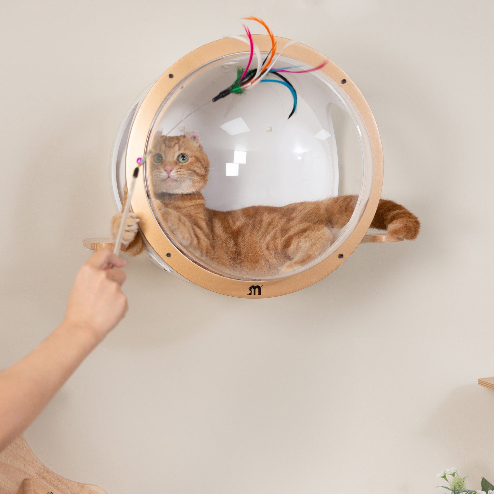 Cama cápsula de parede para gatos | Ocean Rover | MYZOO