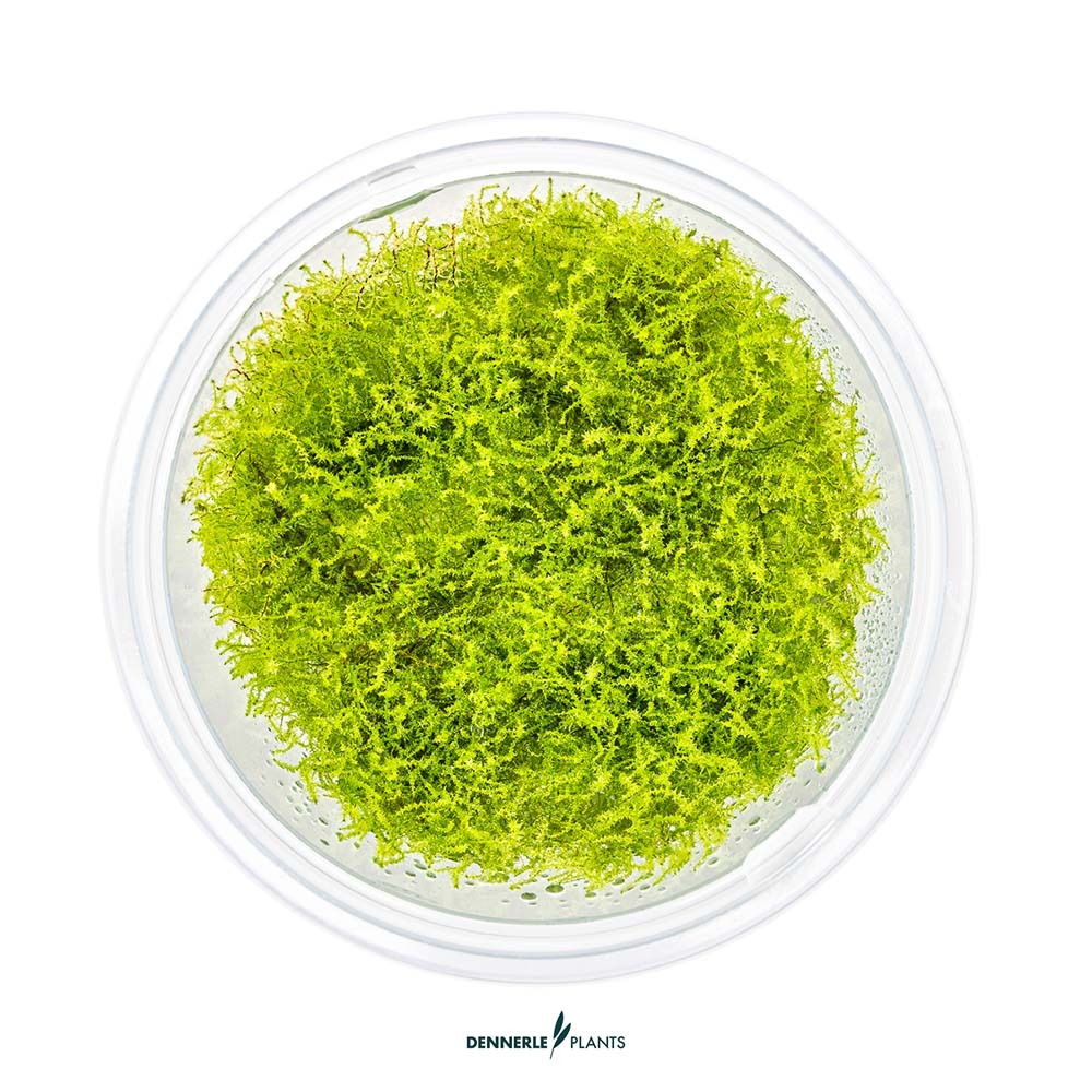 Amblystegium serpens in vitro