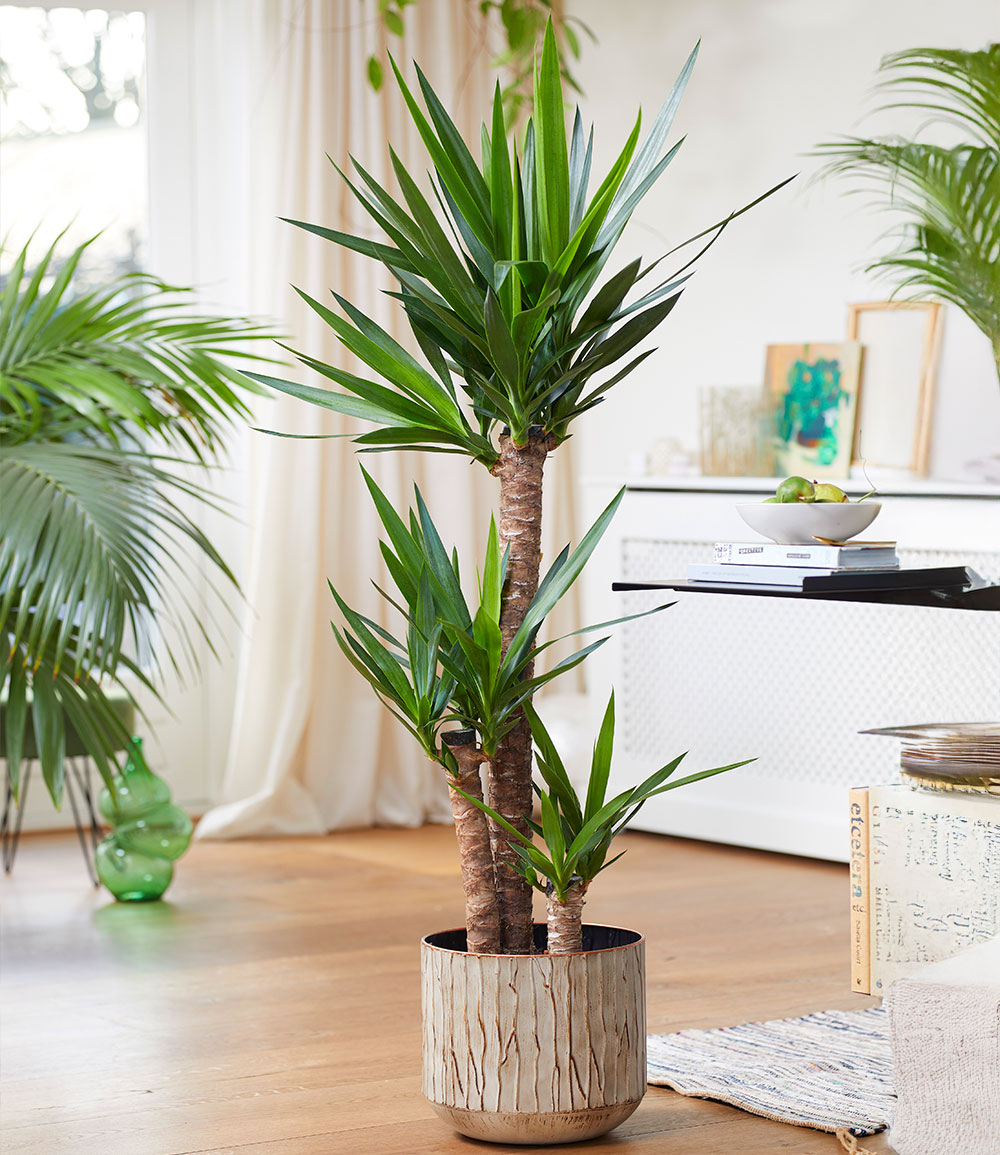 Yucca Palme ca. 120 cm hoch